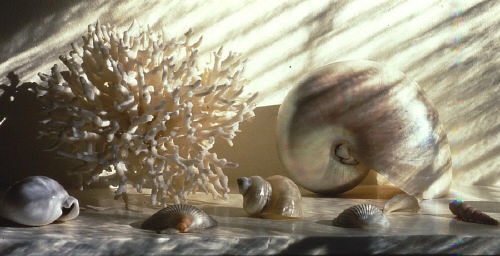 Photograph - Shimmering Shells